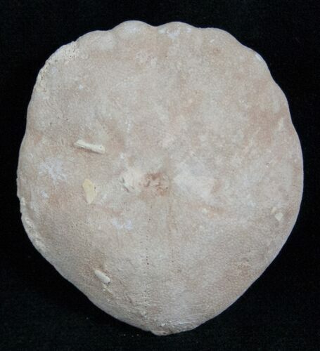Fossil Sand Dollar (Heliophora) - Boujdour, Morocco #13877